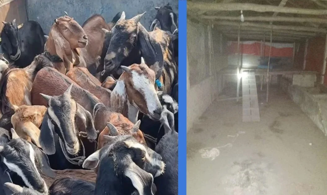 চট্টগ্রামের মিরসরাইয়ে সাবেক শিবির নেতার খামারে ছাগল লুটের ঘটনা