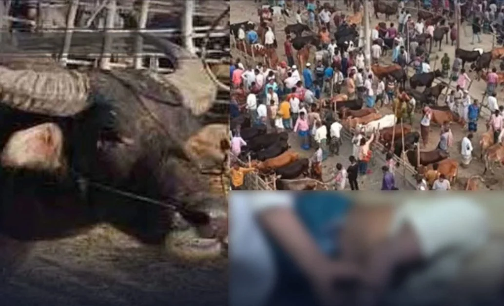 কোরবানি হাটে মহিষের গুঁ’তো’য় নিহত ২