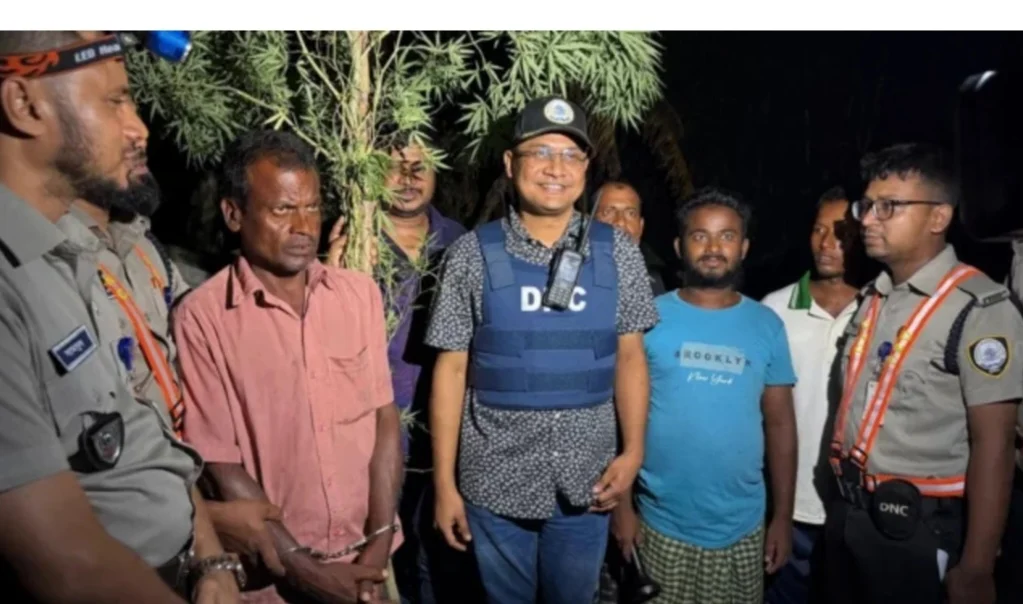 পারিবারিক কবরস্থানের আড়ালে গাঁ’জা চাষ, ১২ ফুট গাঁ’জার গাছসহ দিনমজুর গ্রেপ্তার